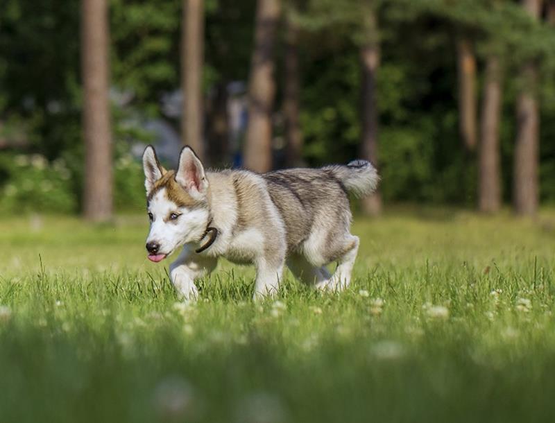 Lifestage Care Good Life Veterinary Care