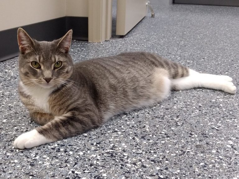 Our Team Good Life Veterinary Care